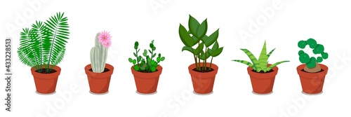 A set of houseplants in pots. Vector flat illustration of plants, flowerpots on a transparent background.