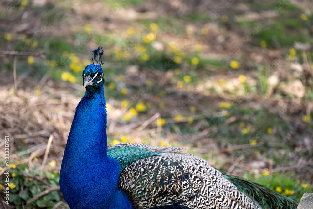 Obraz premium Bright blue peacock with its crest, close up
