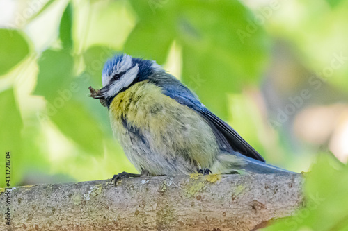 blue tit on a tree branch © philippe paternolli