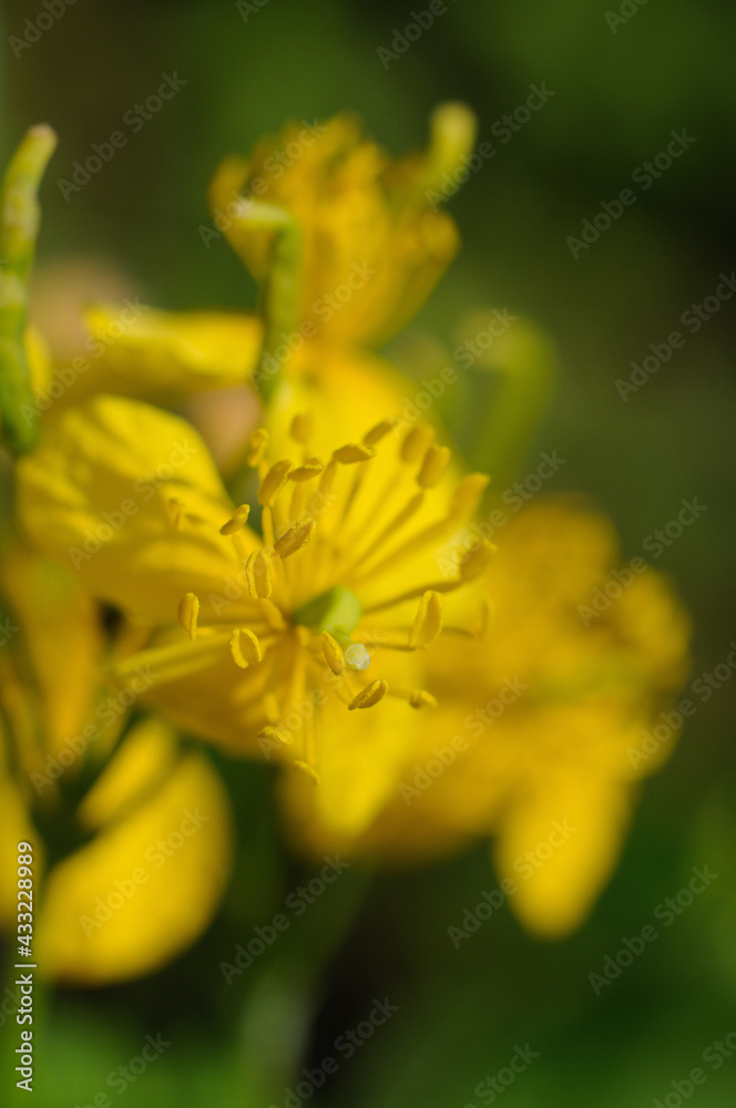 Celandine blooms yellow in spring closeup. Shallow depth of field Celandine blooms yellow in spring closeup. Shallow depth of field