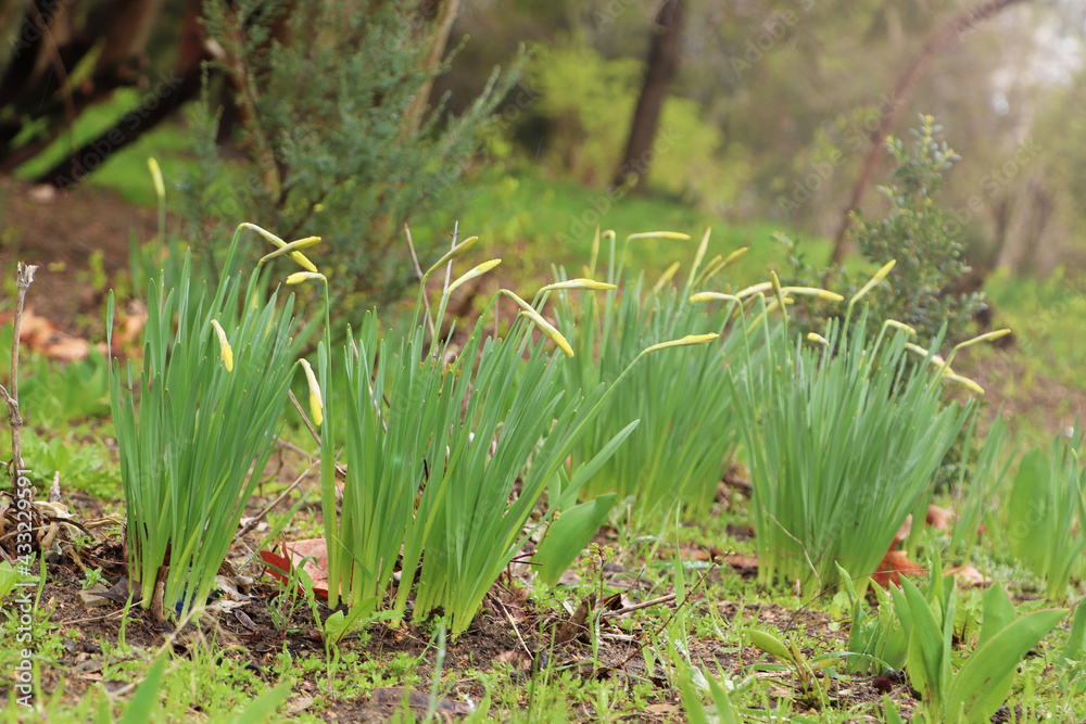 Beautiful unopened daffodils outdoors on spring day Beautiful unopened daffodils outdoors on spring day