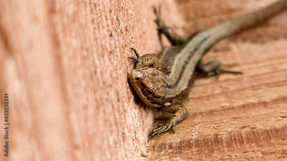 European lizard in sunlight sitting on a bench in Ireland European lizard in sunlight sitting on a bench in Ireland