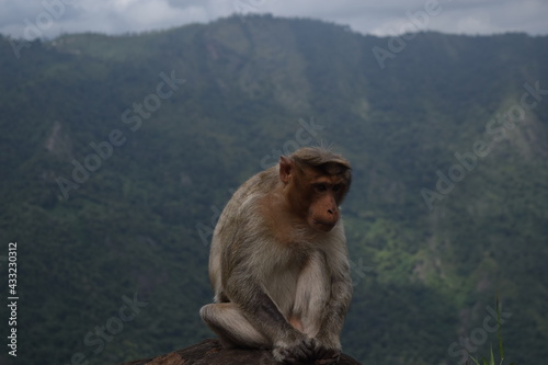 monkey on the mountain © tushar