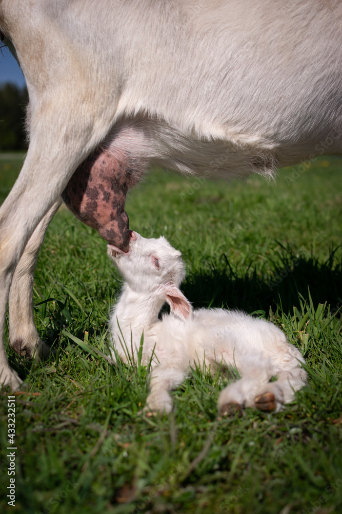 goat and baby goat and baby