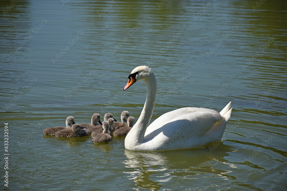 Swans swimming on the lake in spring time Swans swimming on the lake in spring time
