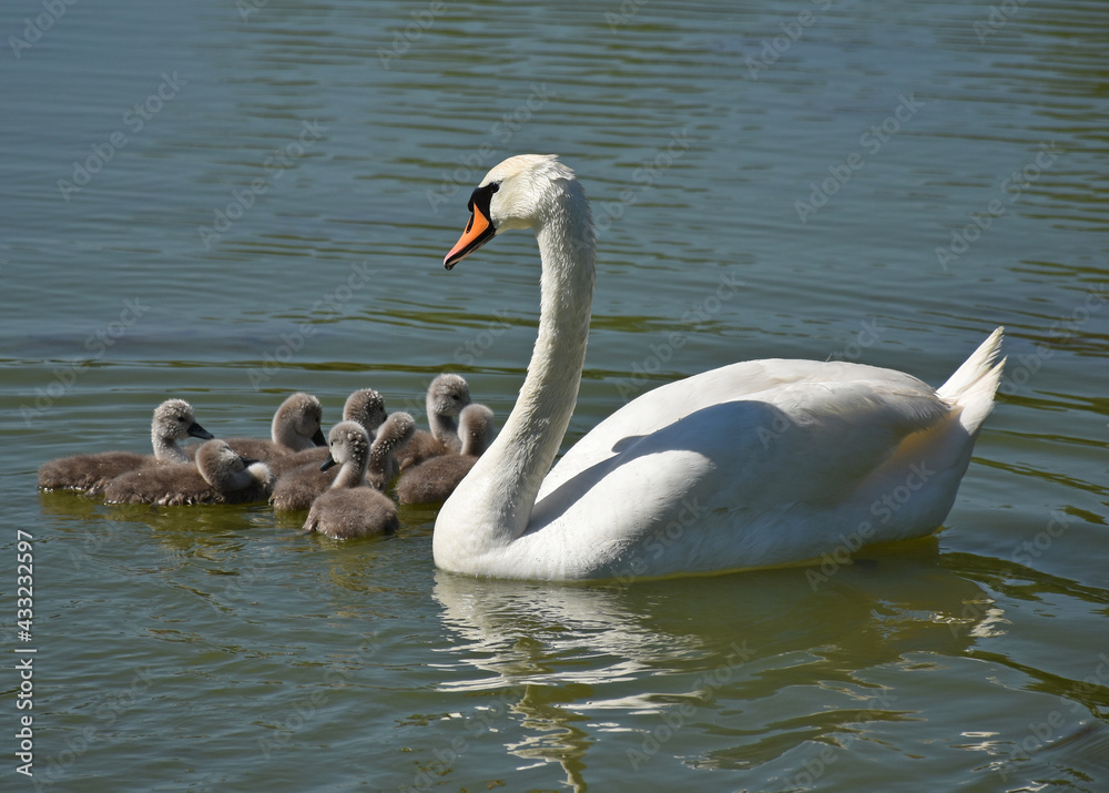 Swans swimming on the lake in spring time Swans swimming on the lake in spring time