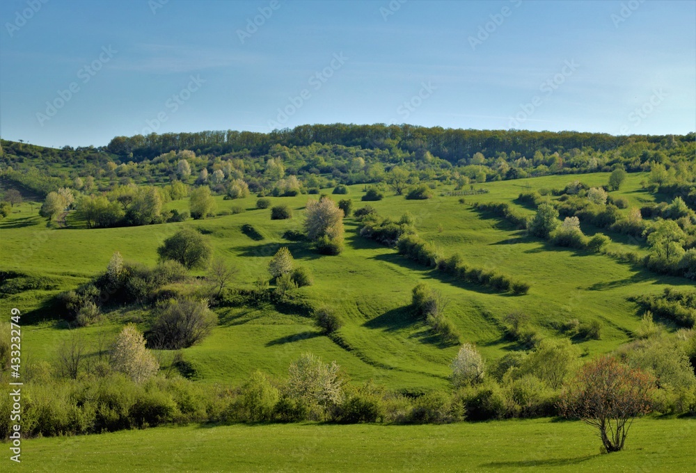 Obraz premium a spring landscape with trees on a hill