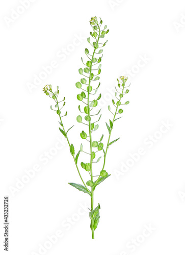 Thlaspi arvense, known by the common name field pennycress, is a flowering plant in the cabbage family Brassicaceae. High resolution composite photo.