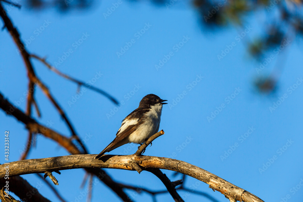 Fototapeta premium European pied flycatcher sitting on tree branch and singing