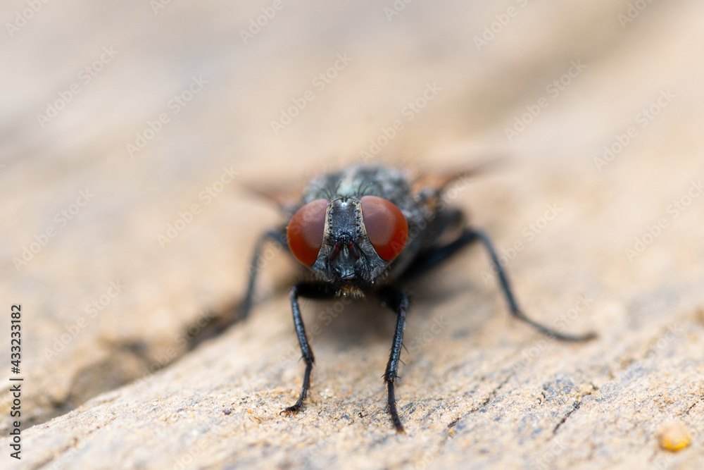fly on red fly on red