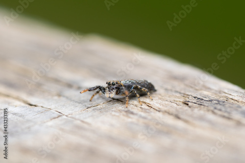 macro of a jumping spider 