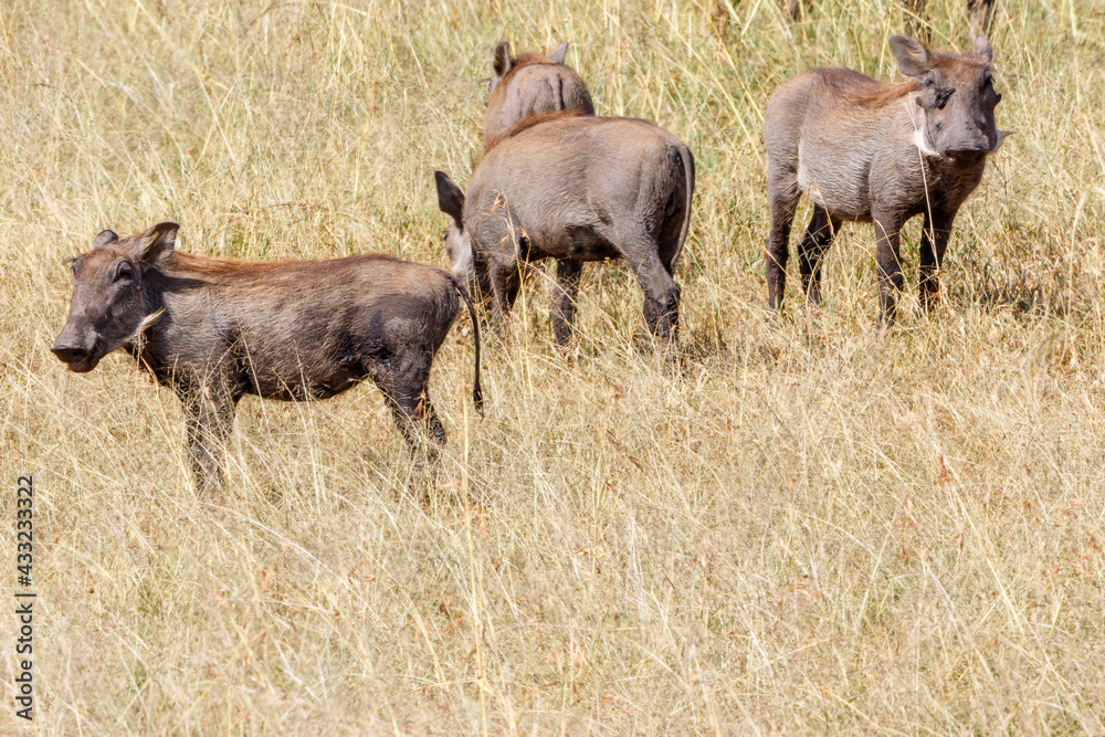 Warthogs in the grass Warthogs in the grass