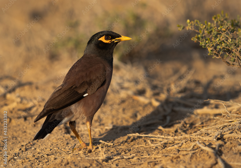 Closeup of a common Myna, Bahrain