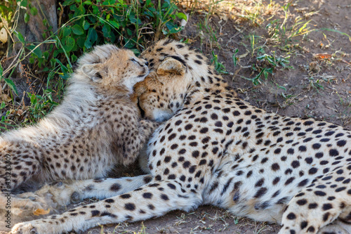 Cheetah cuddles with her cub