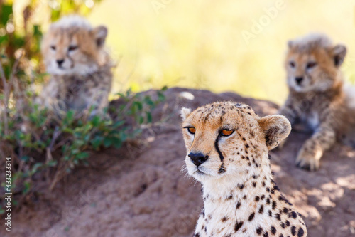 Cheetah with her cubs in africa