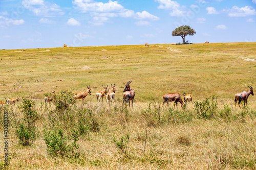Heard with Hartebeest on the savannah in Masai mara
