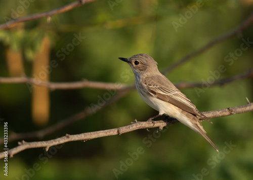 Spotted Flycatcher perched on a twig with green background, Bahrain