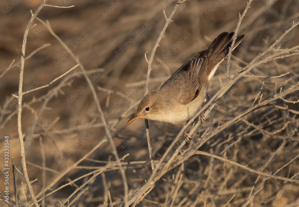 Eastern olivaceous warbler on dry bush, Bahrain Eastern olivaceous warbler on dry bush, Bahrain