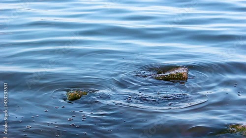 Calm waves of water among stones during the day, washing of the shore, moss and algae - nature background