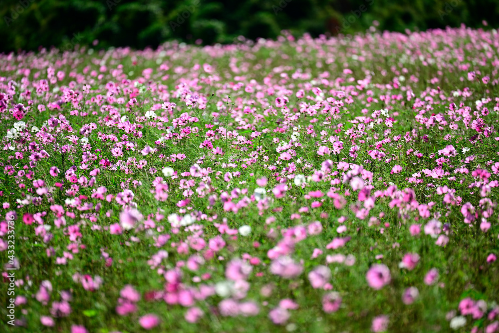 秋桜
