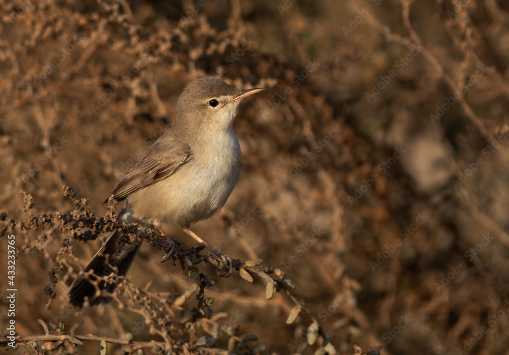 Fototapeta premium Eastern olivaceous warbler perched on bush, Bahrain