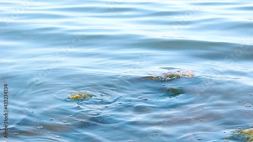 Calm waves of water among stones during the day, washing of the shore, moss and algae - nature background
