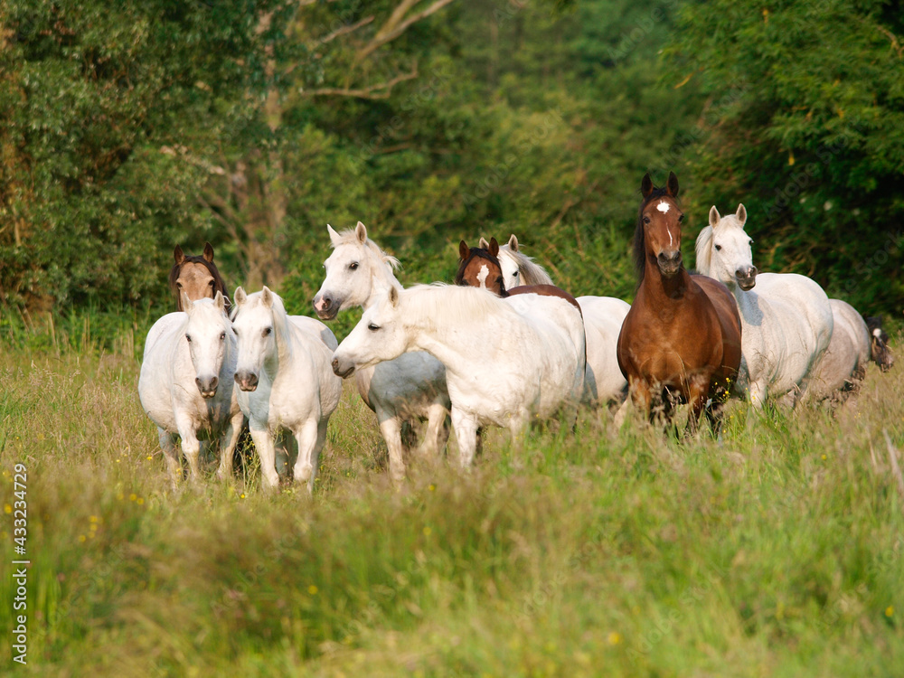 Herd of Ponies Herd of Ponies