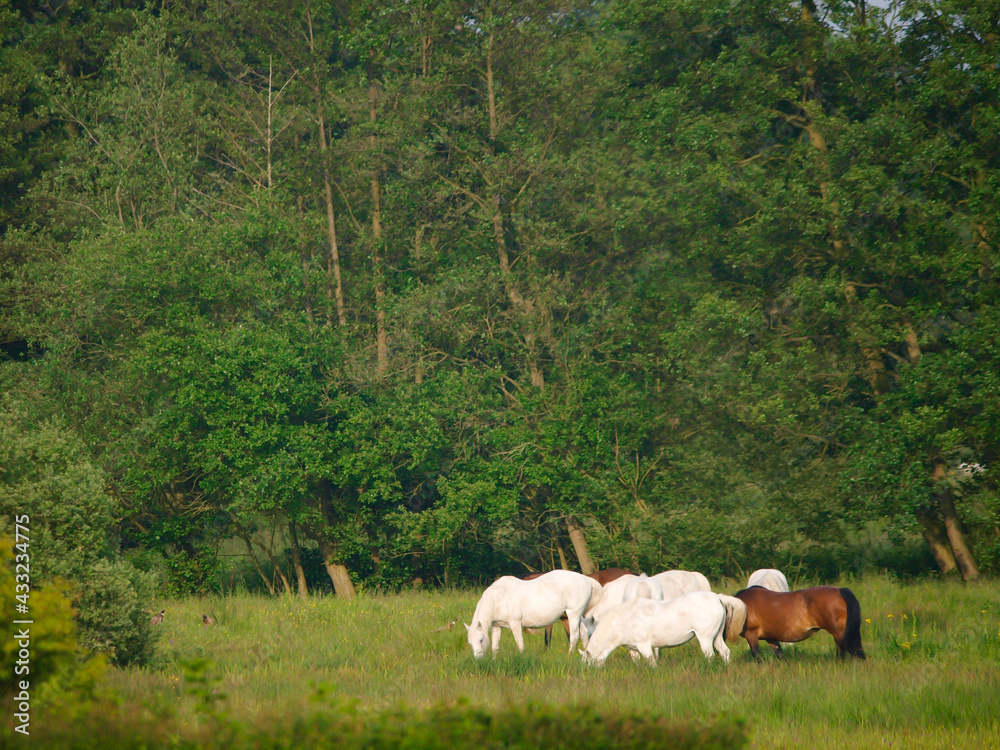 Herd of Ponies