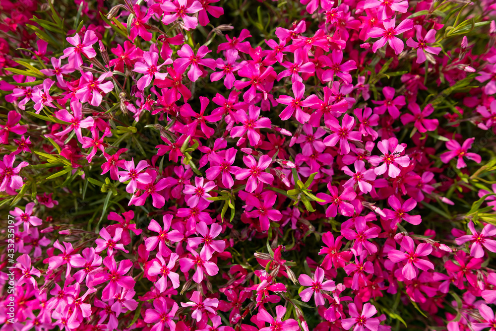 Pink creeping phlox. Blooming phlox in spring garden, top view close up. Rockery with small pretty dark pink phlox flowers, nature background.