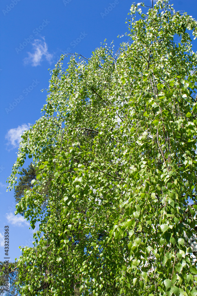 Birch branches against the blue sky in the summer day. Location vertical. Birch branches against the blue sky in the summer day. Location vertical.
