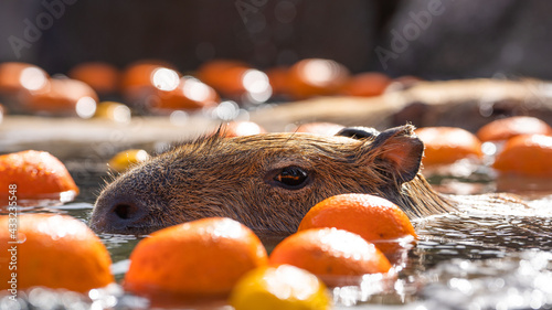 Capybara in the bath in Japan