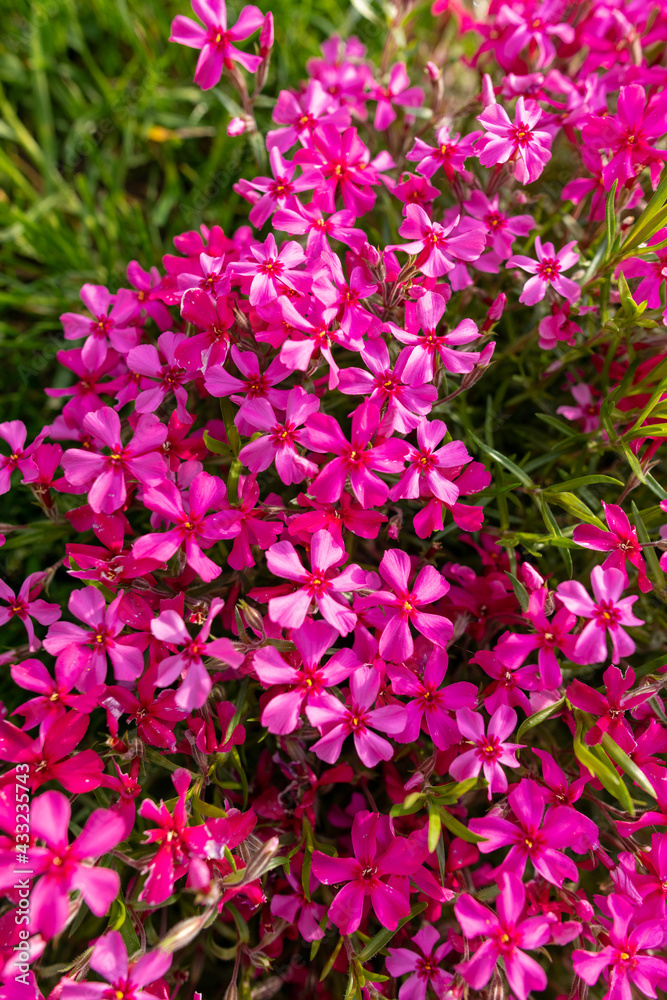 Pink creeping phlox. Blooming phlox in spring garden, top view close up. Rockery with small pretty dark pink phlox flowers, nature background.