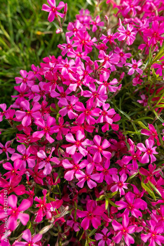 Pink creeping phlox. Blooming phlox in spring garden, top view close up. Rockery with small pretty dark pink phlox flowers, nature background.