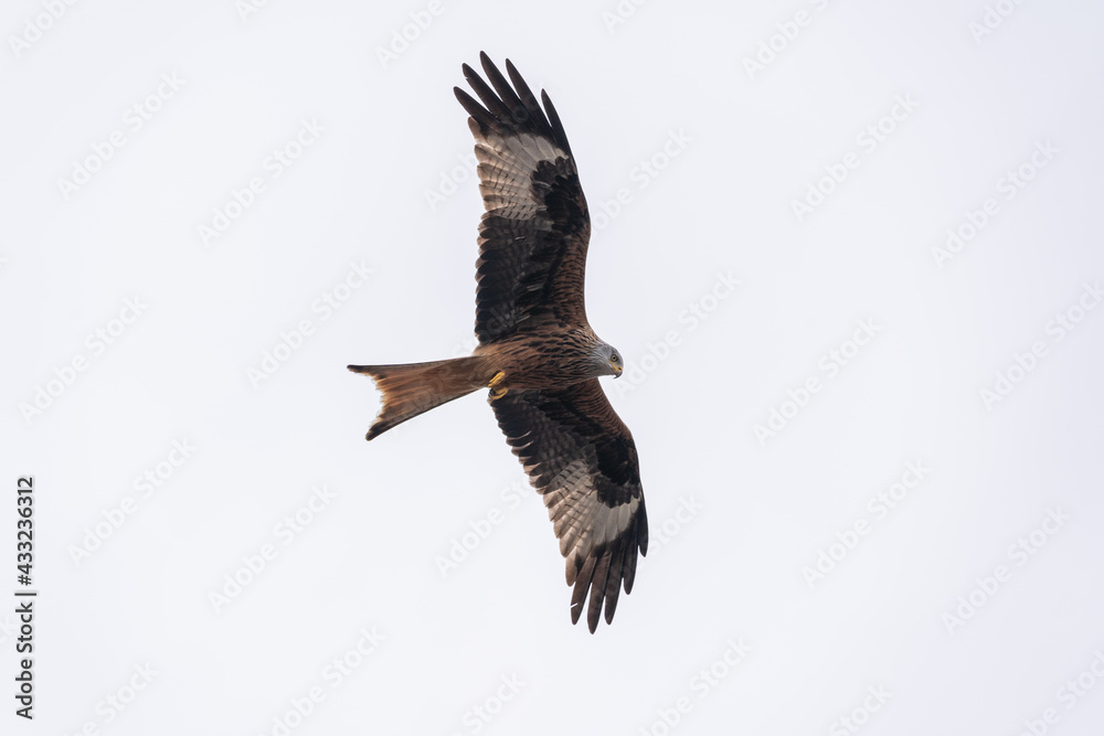 Fototapeta premium Rotmilan im Flug