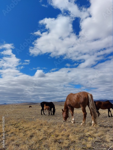 Herd of horses bay chestnut palomino mare stallion and Foals on Spring meadow © Tungalag