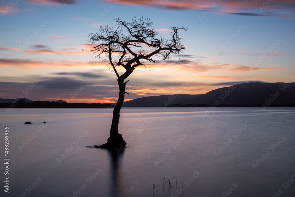 Sunset by the Lone Tree at Milarrochy Bay on the shores of Loch Lomond in Scotland Sunset by the Lone Tree at Milarrochy Bay on the shores of Loch Lomond in Scotland