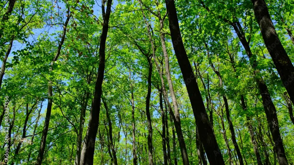 green forest in spring time green forest in spring time