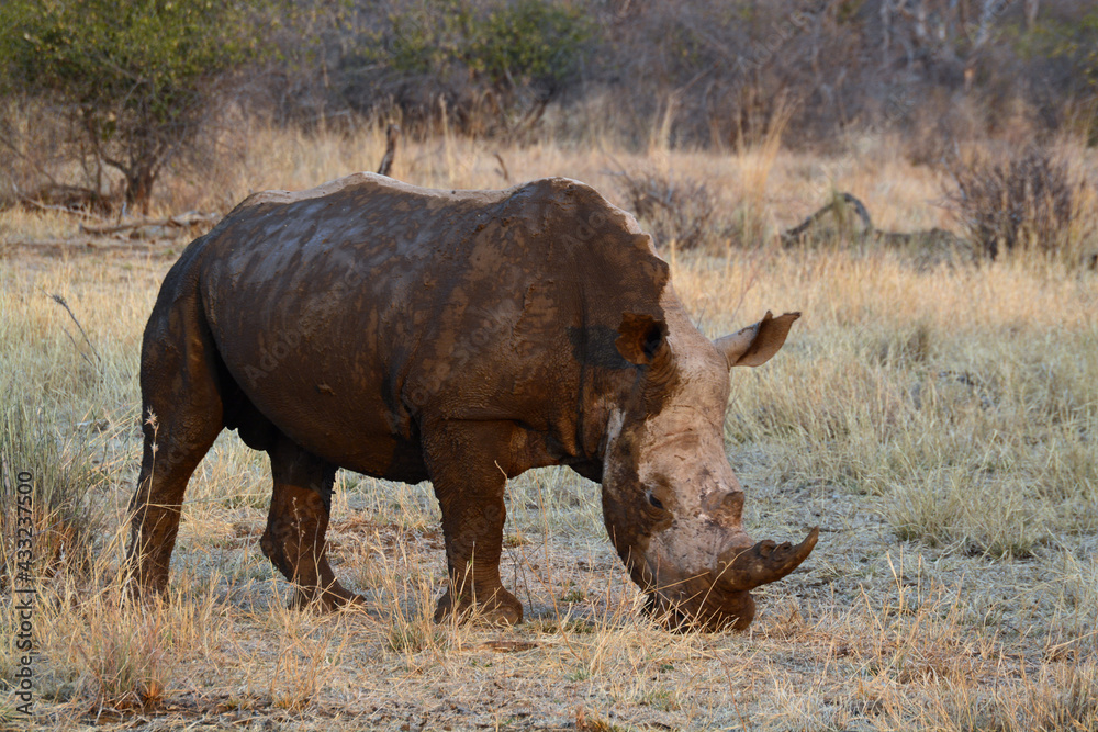 Fototapeta premium White Rhino
