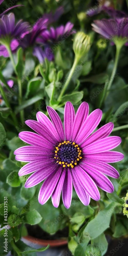 Obraz premium flor, naturaleza, morada, huerta, rosa, margarita, flor, fábrica, flora, florecer, verde, verano, violacea, primavera, beldad, amarilla, hermoso, pétalo, macro, florecer, áster, floral, brillante, ger
