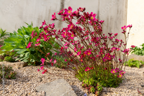 Photos Saxifraga arendsii