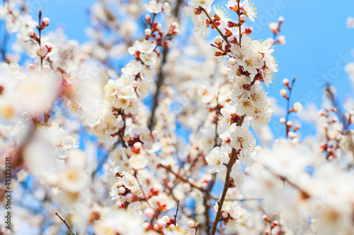 White tree spring blossom f...