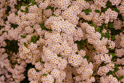 A wonderful Spiraea shrub in full bloom_ Baden-Baden, Germany photo
