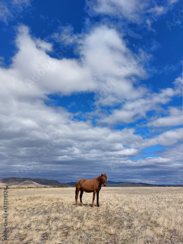 Horse on spring meadow 