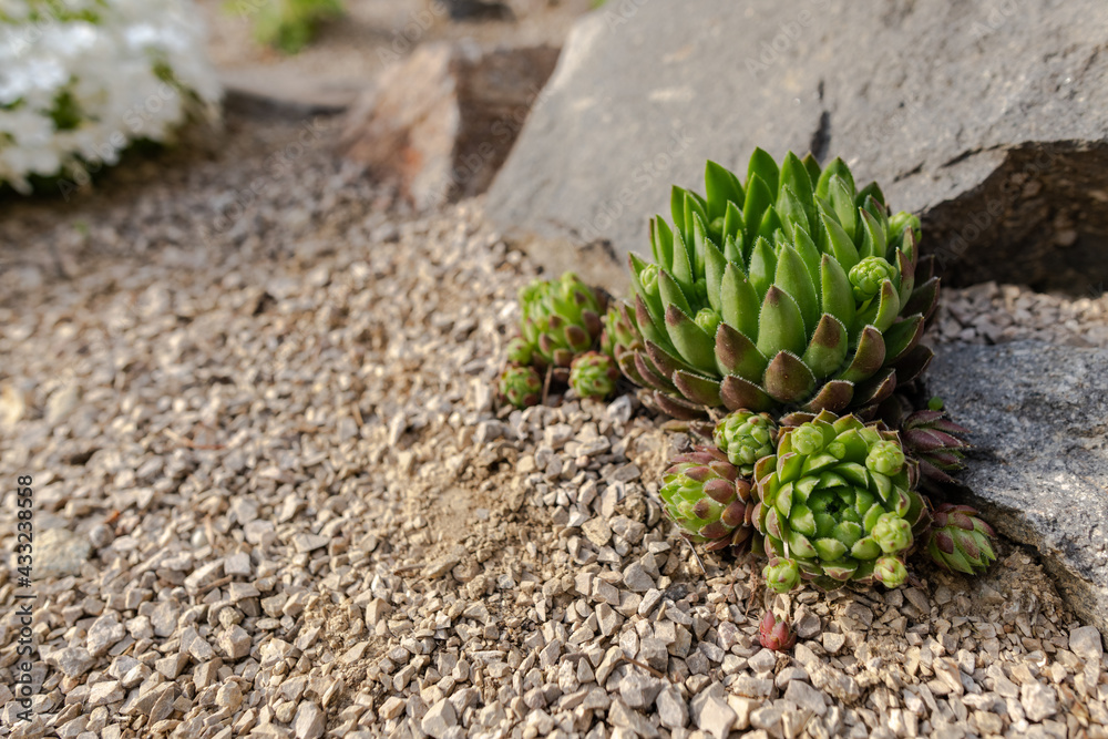 Succulent flower planted in a rockery garden. Rock garden sempervivum background with copy space. Succulent flower planted in a rockery garden. Rock garden sempervivum background with copy space.