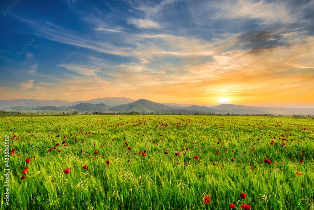Beautiful field of red poppies in the sunset light. Multicolored sky at sunset

