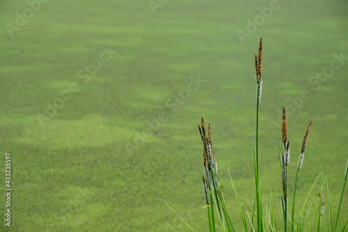 Creeping spike rush flowers on duckweed background. Eleocharis palustris. World wetlands day concept. Copy space.	 photo