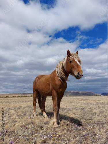 Palomino horse portrait looking at camera on Spring Meadow under cloudy blue sky