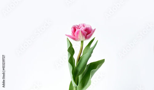 delicate white-pink tulip on a white background . Beautiful composition spring flowers. Valentine's Day, Easter, Birthday, Happy Women's Day, 