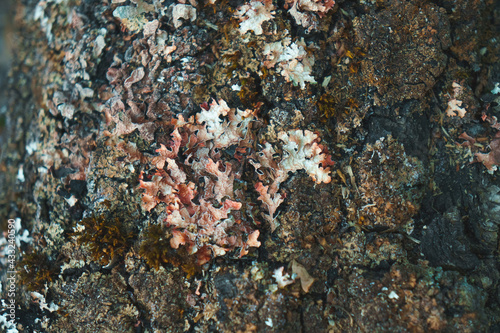 Ecosystem and symbiosis concept. Lichen and moss on tree bark, close up, soft focus.