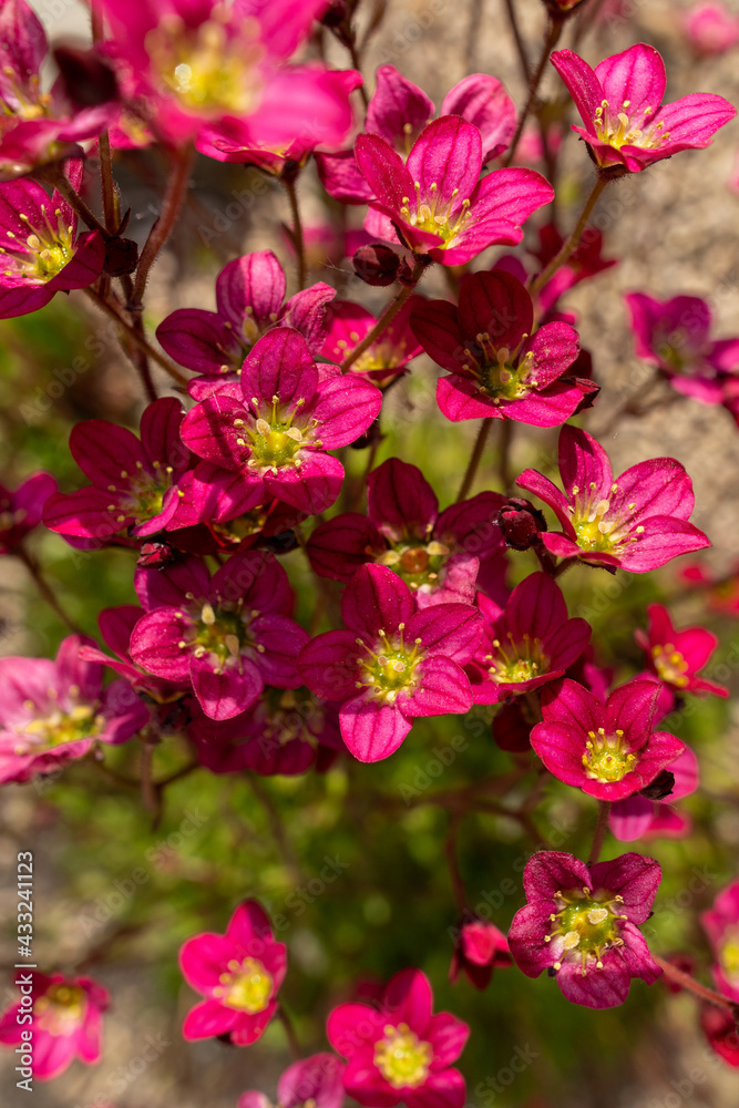 Saxifraga arendsii. Blooming saxifraga in rock garden, top view close up. Rockery with small pretty pink flowers, nature background. Saxifraga arendsii. Blooming saxifraga in rock garden, top view close up. Rockery with small pretty pink flowers, nature background.